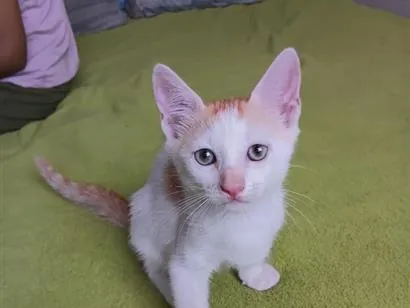 Gato raça SRD-ViraLata idade 2 a 6 meses nome Shazam