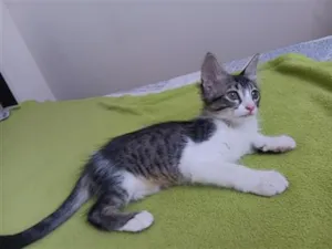 Gato raça SRD-ViraLata idade 2 a 6 meses nome Shirra