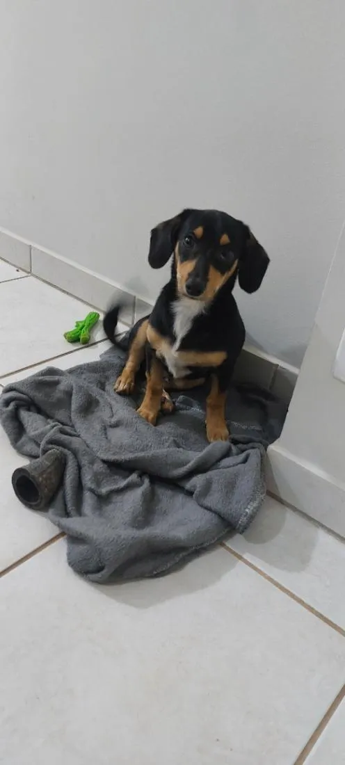 Cachorro raça Basset-Cofap idade 2 a 6 meses nome toby