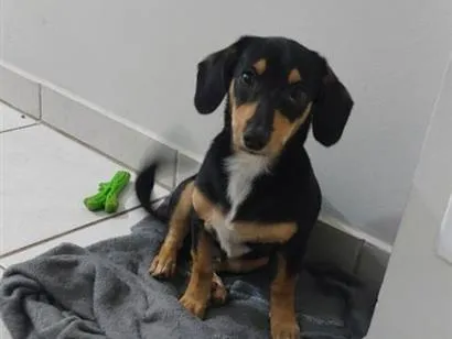 Cachorro raça Basset-Cofap idade 2 a 6 meses nome toby