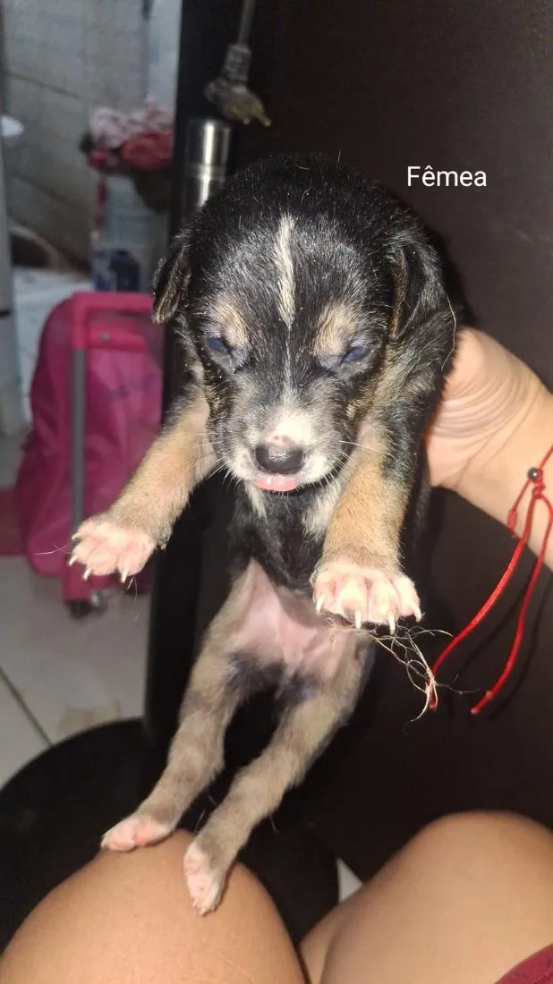 Cachorro raça SRD-ViraLata idade 1 ano nome amora 