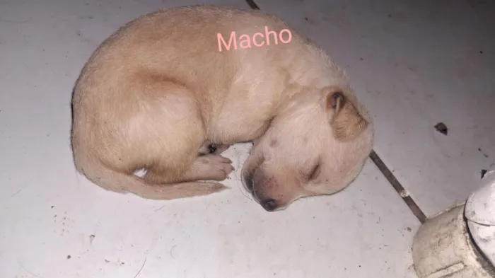Cachorro raça SRD-ViraLata idade 1 ano nome amora 