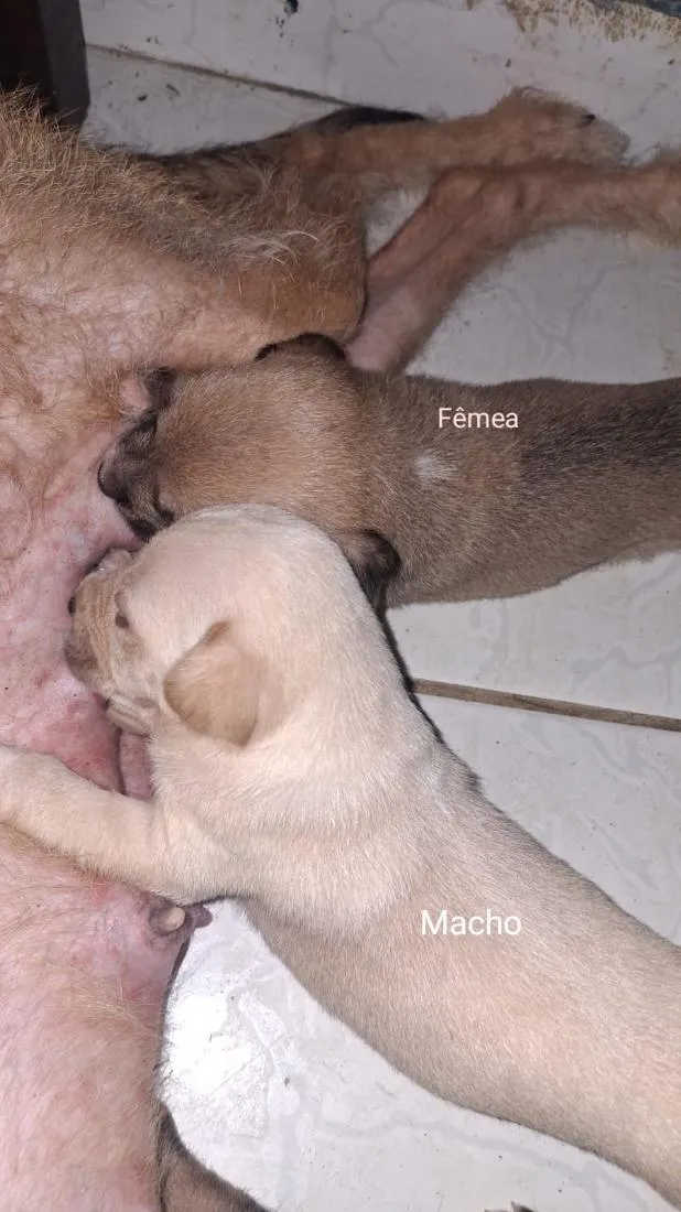 Cachorro raça SRD-ViraLata idade 1 ano nome amora 