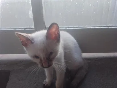 Gato raça Siamês idade 2 a 6 meses nome sem nome 