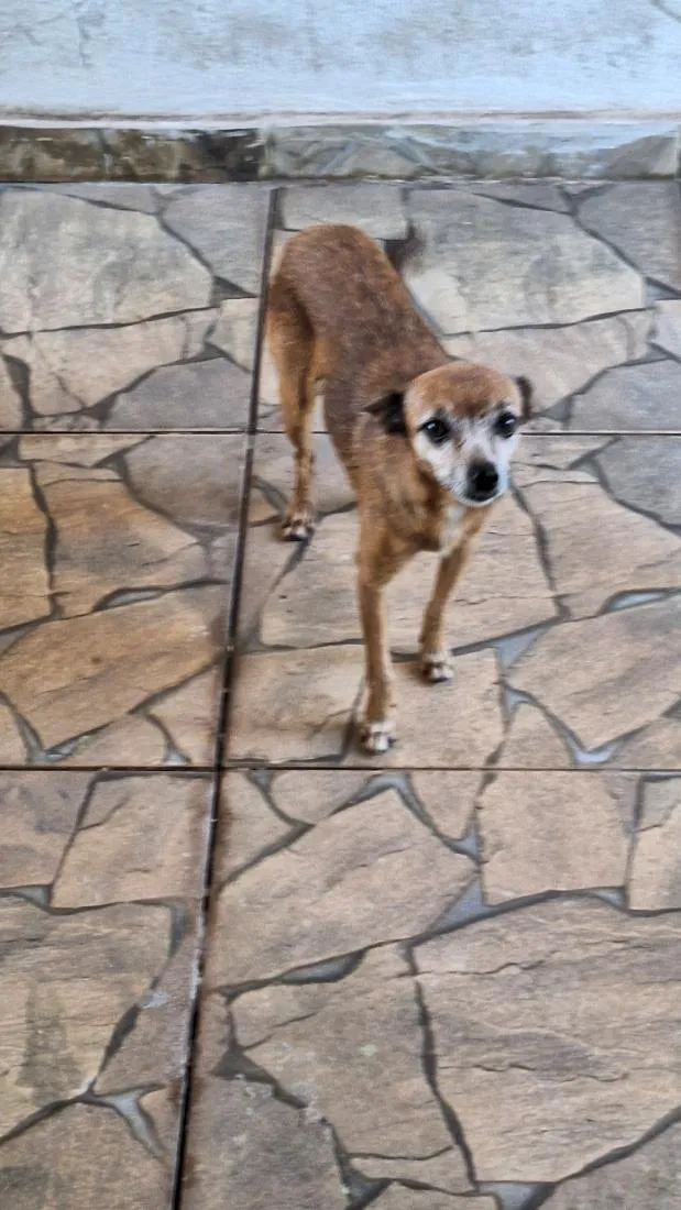 Cachorro raça Pinscher idade 6 ou mais anos nome pequerrucha e preta