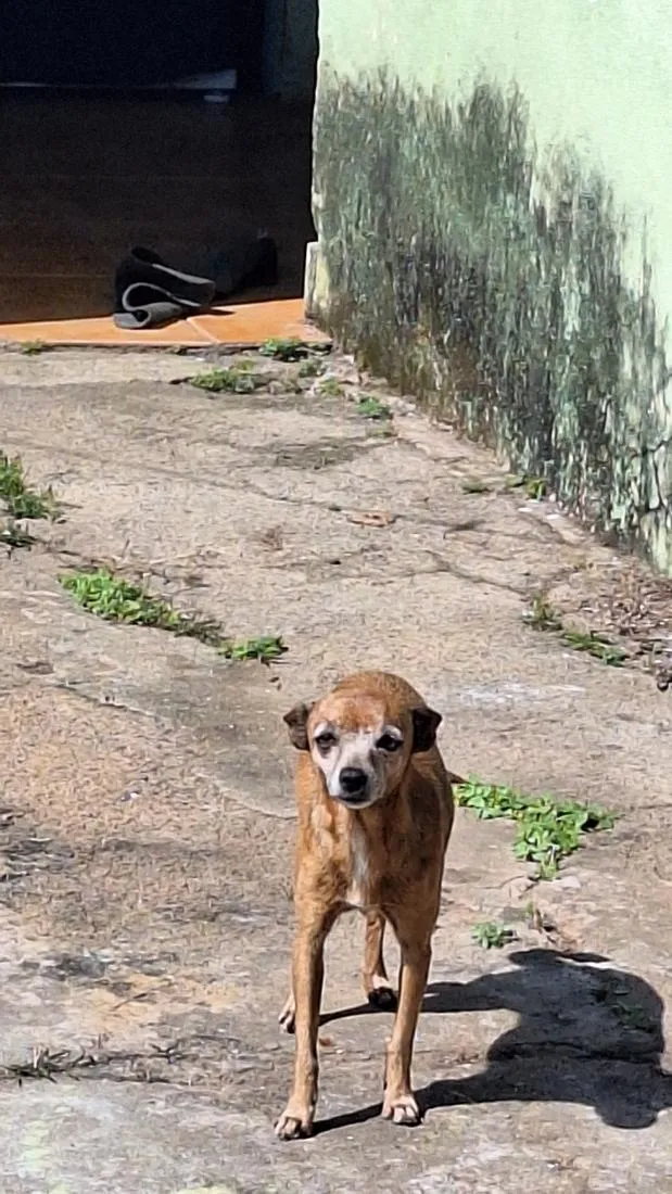 Cachorro raça Pinscher idade 6 ou mais anos nome pequerrucha e preta
