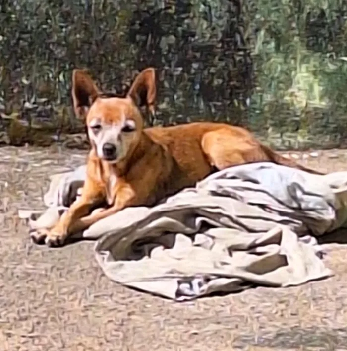 Cachorro raça Pinscher idade 6 ou mais anos nome pequerrucha e preta