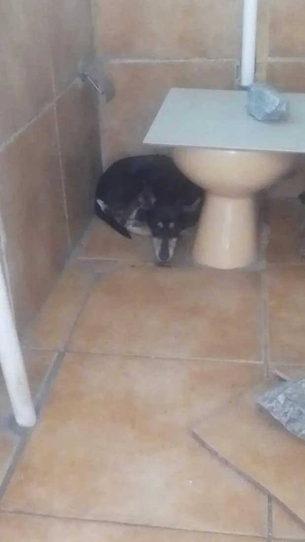 Cachorro raça Pinscher idade 6 ou mais anos nome pequerrucha e preta