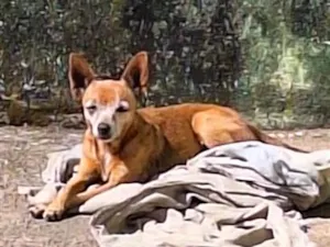 Cachorro raça Pinscher idade 6 ou mais anos nome pequerrucha e preta