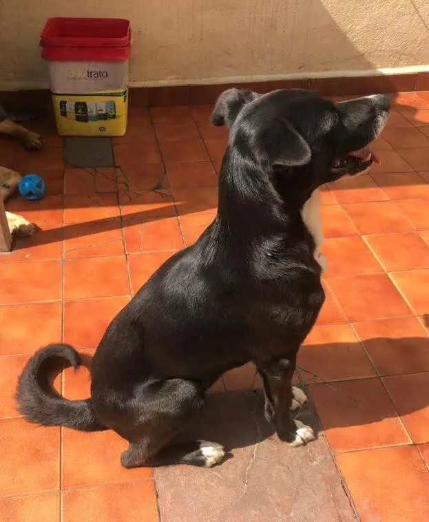 Cachorro raça SRD-ViraLata idade 6 ou mais anos nome Chico