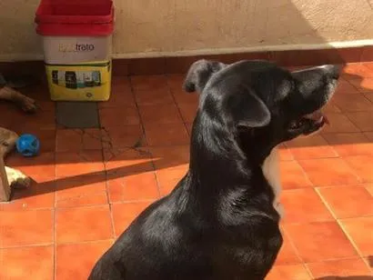 Cachorro raça SRD-ViraLata idade 6 ou mais anos nome Chico