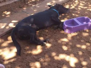 Cachorro raça SRD-ViraLata idade 3 anos nome Babi