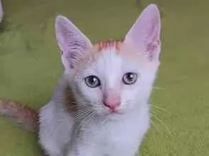 Gato raça SRD-ViraLata idade 2 a 6 meses nome Shazam