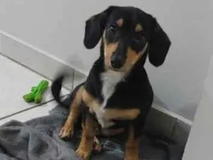 Cachorro raça Basset-Cofap idade 2 a 6 meses nome toby