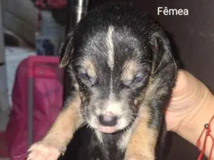 Cachorro raça SRD-ViraLata idade 1 ano nome amora 