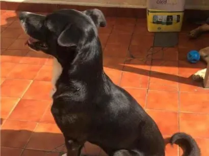 Cachorro raça SRD-ViraLata idade 6 ou mais anos nome Chico