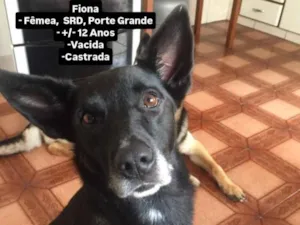 Cachorro raça SRD-ViraLata idade 6 ou mais anos nome Fiona