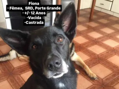 Cachorro raça SRD-ViraLata idade 6 ou mais anos nome Fiona