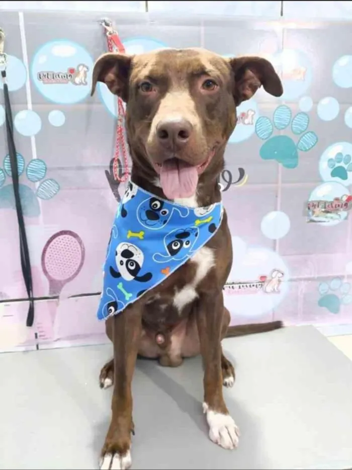Cachorro raça SRD-ViraLata idade 3 anos nome Jason