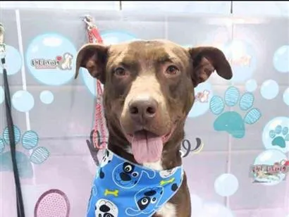 Cachorro raça SRD-ViraLata idade 3 anos nome Jason