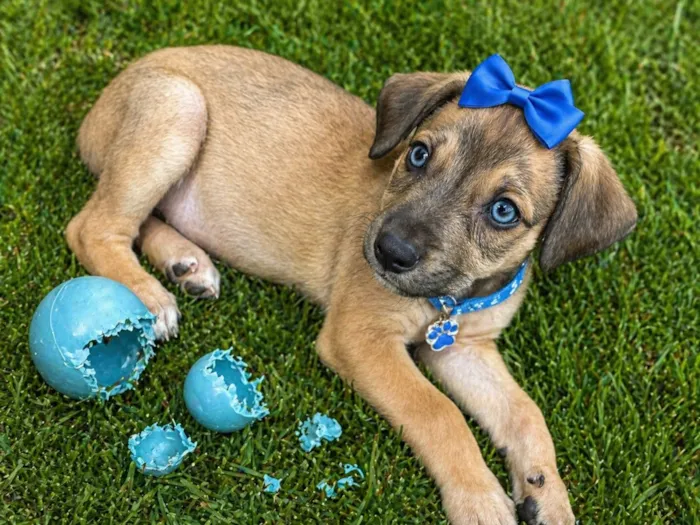Cachorro raça SRD-ViraLata idade 2 a 6 meses nome Filhote fêmea 