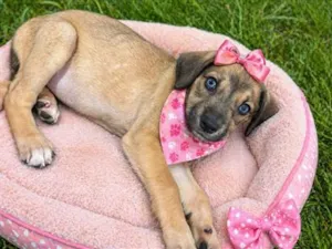 Cachorro raça SRD-ViraLata idade 2 a 6 meses nome Filhote fêmea 