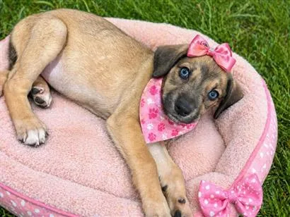 Cachorro raça SRD-ViraLata idade 2 a 6 meses nome Filhote fêmea 