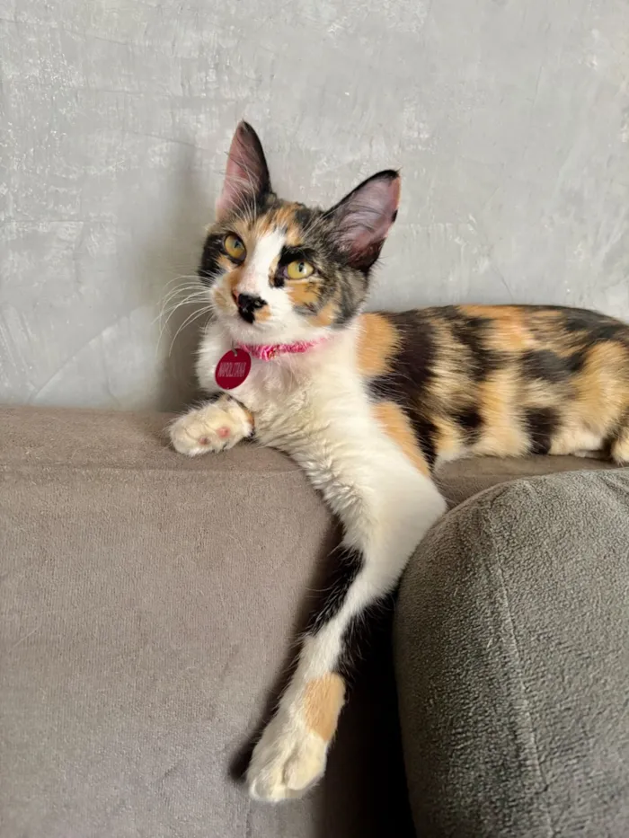 Gato raça SRD-ViraLata idade 2 a 6 meses nome Napolitana 