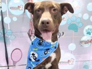 Cachorro raça SRD-ViraLata idade 3 anos nome Jason