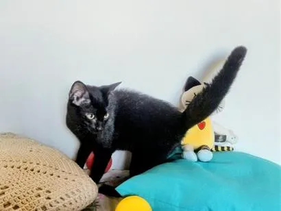 Gato raça SRD-ViraLata idade 2 a 6 meses nome Blecaute 