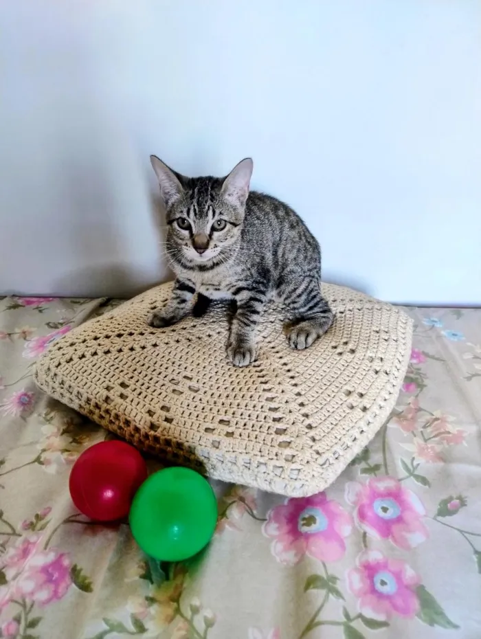 Gato raça SRD-ViraLata idade 2 a 6 meses nome Luz