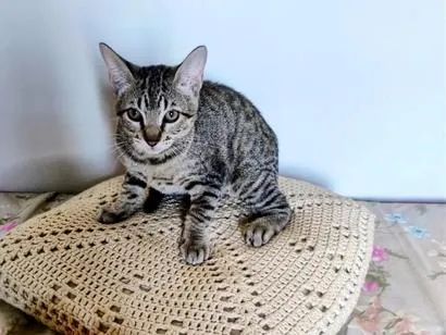 Gato raça SRD-ViraLata idade 2 a 6 meses nome Luz