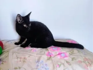 Gato raça SRD-ViraLata idade 2 a 6 meses nome Noite