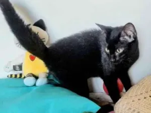 Gato raça SRD-ViraLata idade 2 a 6 meses nome Blecaute 