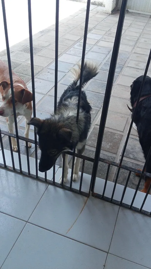 Cachorro raça SRD-ViraLata idade 7 a 11 meses nome Apolonio