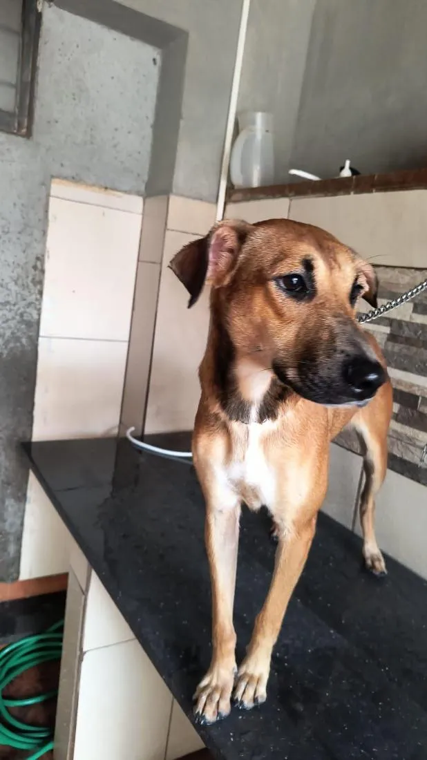 Cachorro raça SRD-ViraLata idade 1 ano nome Sol