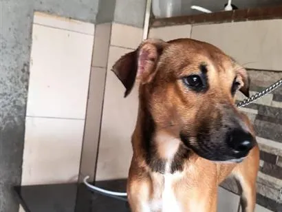 Cachorro raça SRD-ViraLata idade 1 ano nome Sol