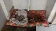 São 8 filhotes fêmeas 