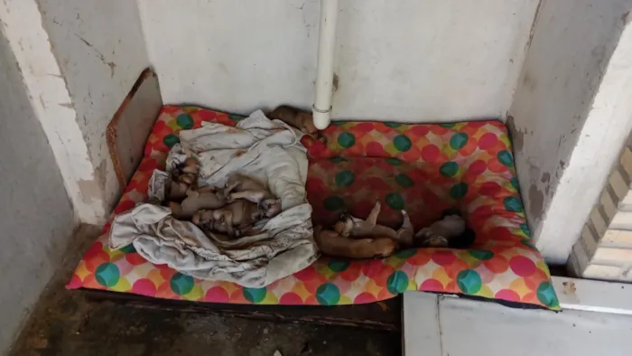 Cachorro raça Pit-Bull idade 2 a 6 meses nome São 8 filhotes fêmeas 