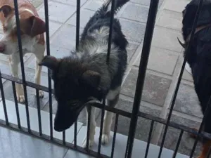 Cachorro raça SRD-ViraLata idade 7 a 11 meses nome Apolonio