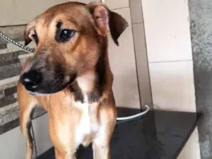Cachorro raça SRD-ViraLata idade 1 ano nome Sol