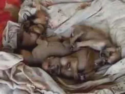 Cachorro raça Pit-Bull idade 2 a 6 meses nome São 8 filhotes fêmeas 