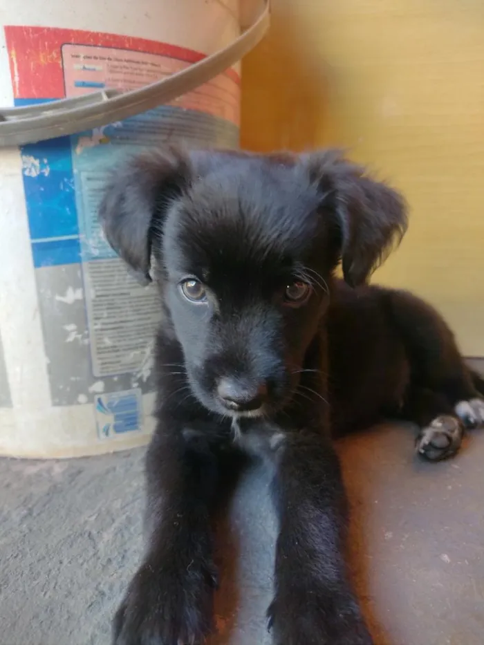 Cachorro raça SRD-ViraLata idade 2 a 6 meses nome TODDY