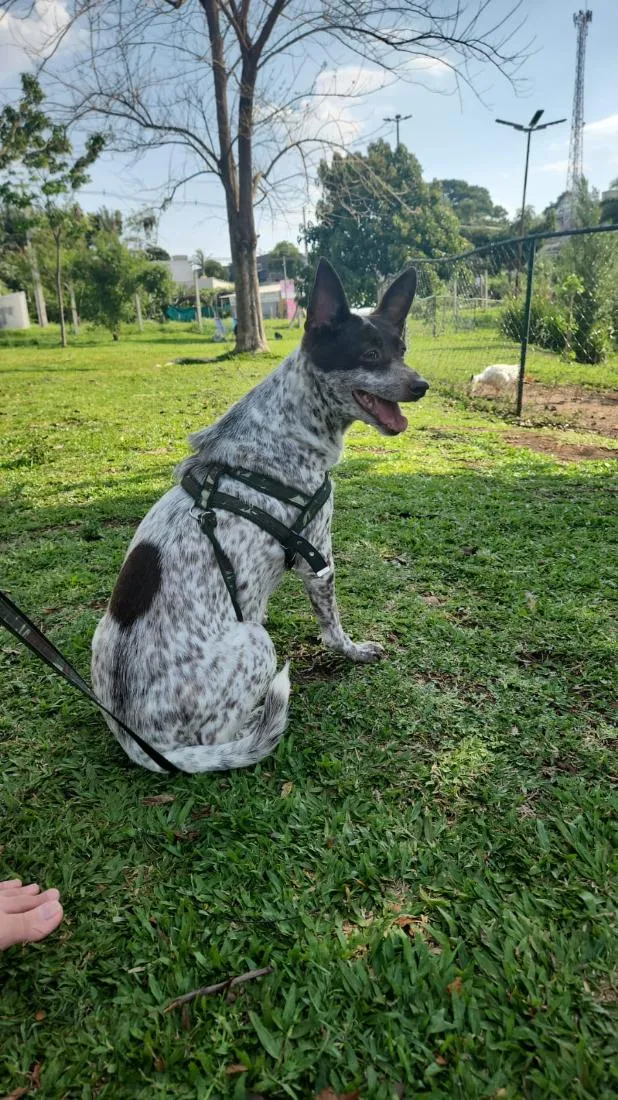 Cachorro raça SRD-ViraLata idade 6 ou mais anos nome Lana