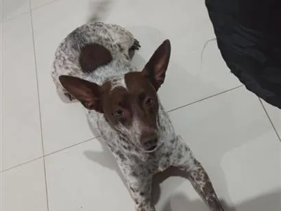 Cachorro raça SRD-ViraLata idade 6 ou mais anos nome Lana