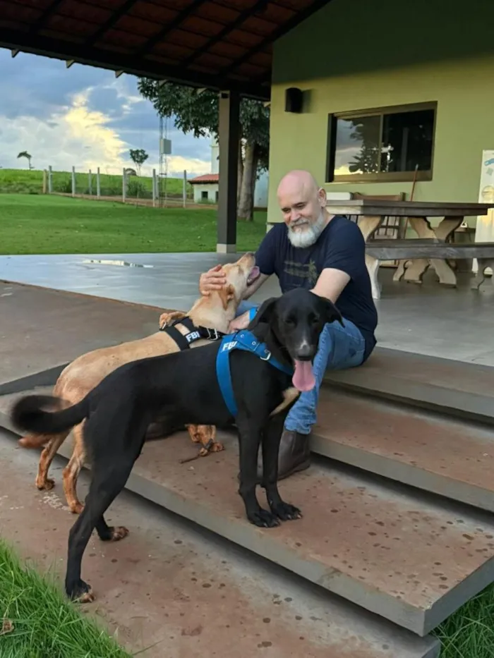 Cachorro raça SRD-ViraLata idade 2 anos nome Sol e Lua