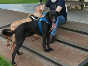 Cachorro raça SRD-ViraLata idade 2 anos nome Sol e Lua