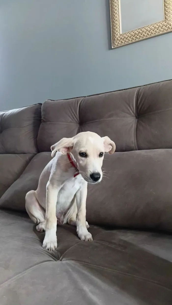 Cachorro raça SRD-ViraLata idade 7 a 11 meses nome snoopy 