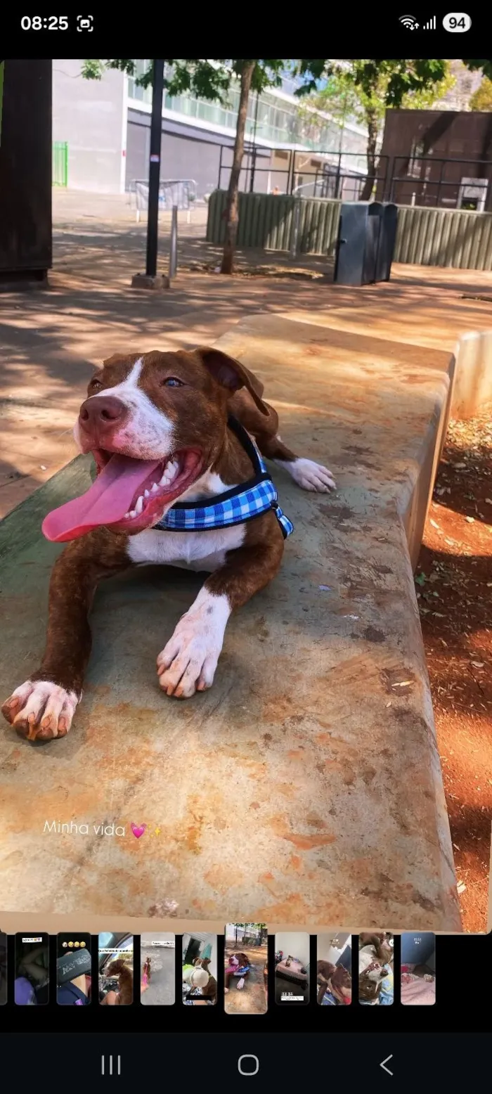 Cachorro raça Pit-Bull idade 1 ano nome Mel 