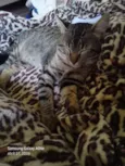 Pingo